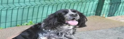 English Setter dogs for adoption: Kataleya in New Romney - Advert 4