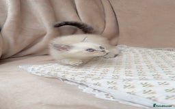 British Shorthair cats for sale: Adorable white/creme British shorthair kittens - Image 4