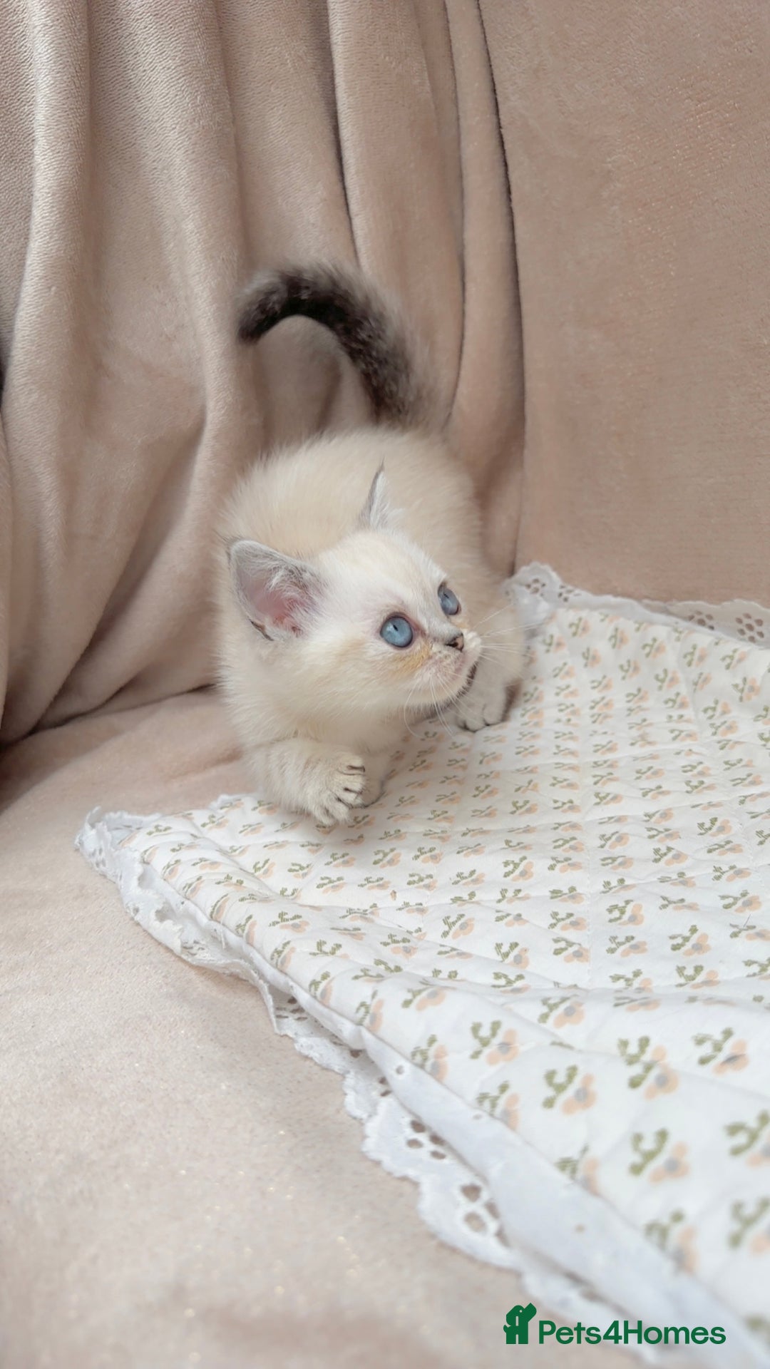 British Shorthair cats for sale: Adorable white/creme British shorthair kittens - Image 4