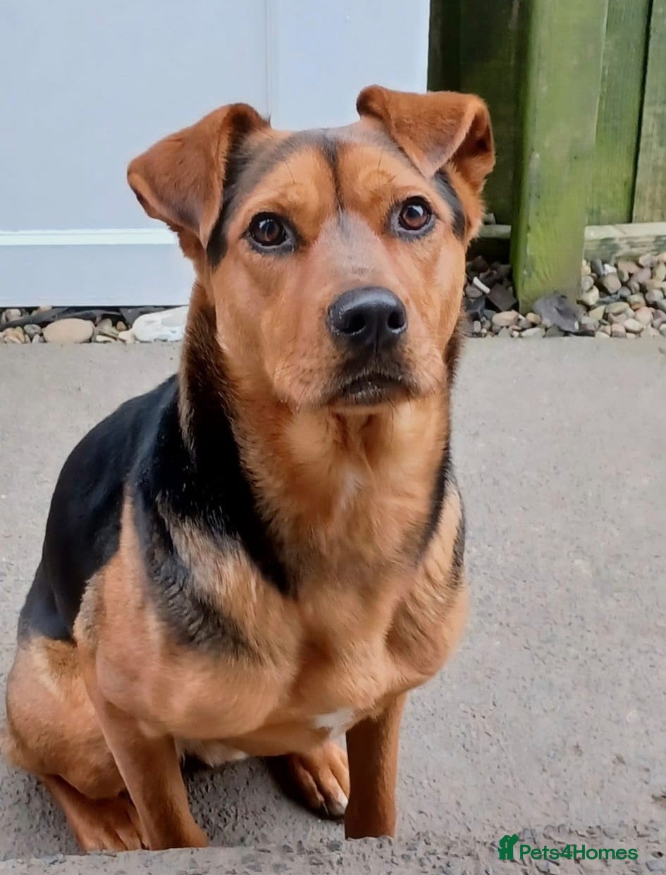 Mixed Breed dogs Steph - Advert 1