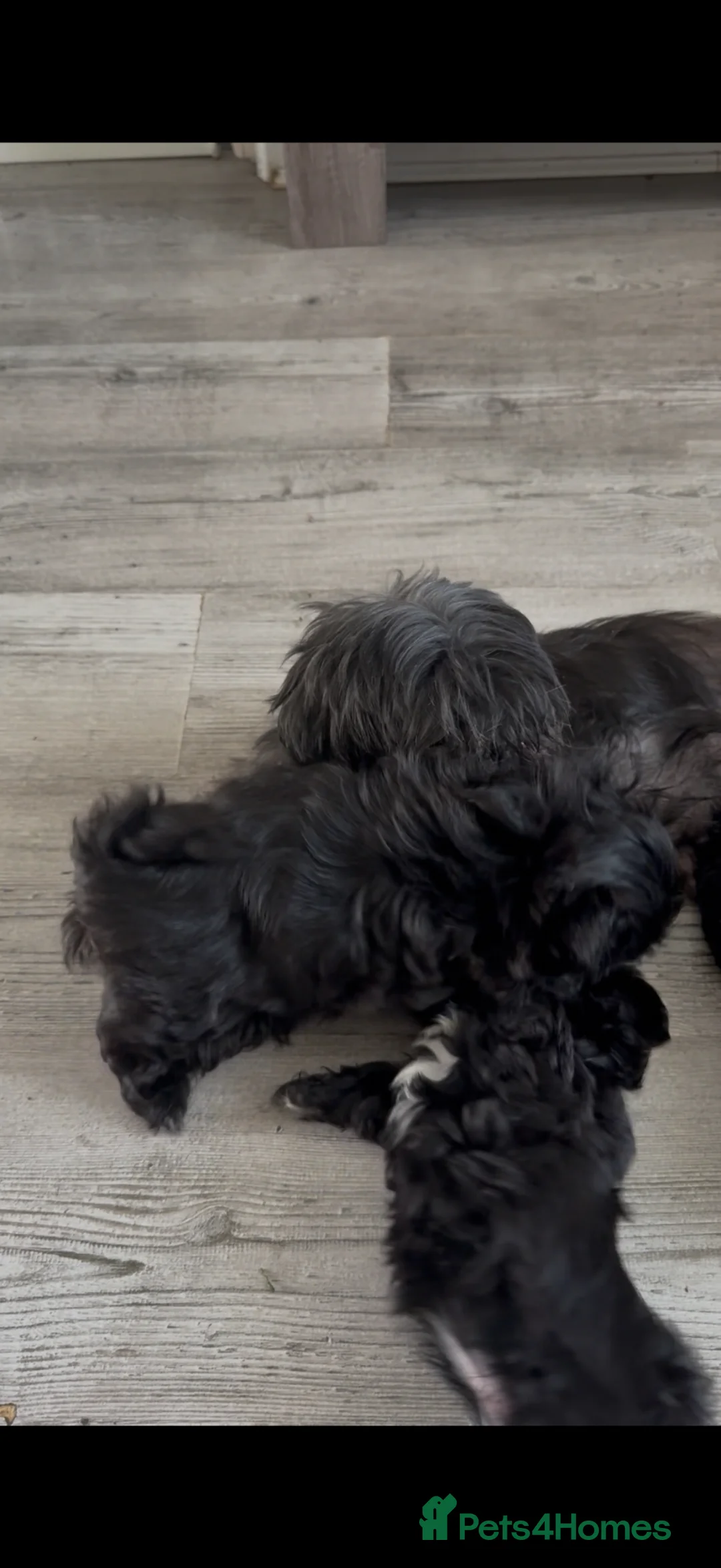 Shih Tzu dogs for sale: Shihtzus puppies in Sheffield - Advert 16