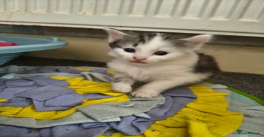 Maine Coon cats - Advert 11