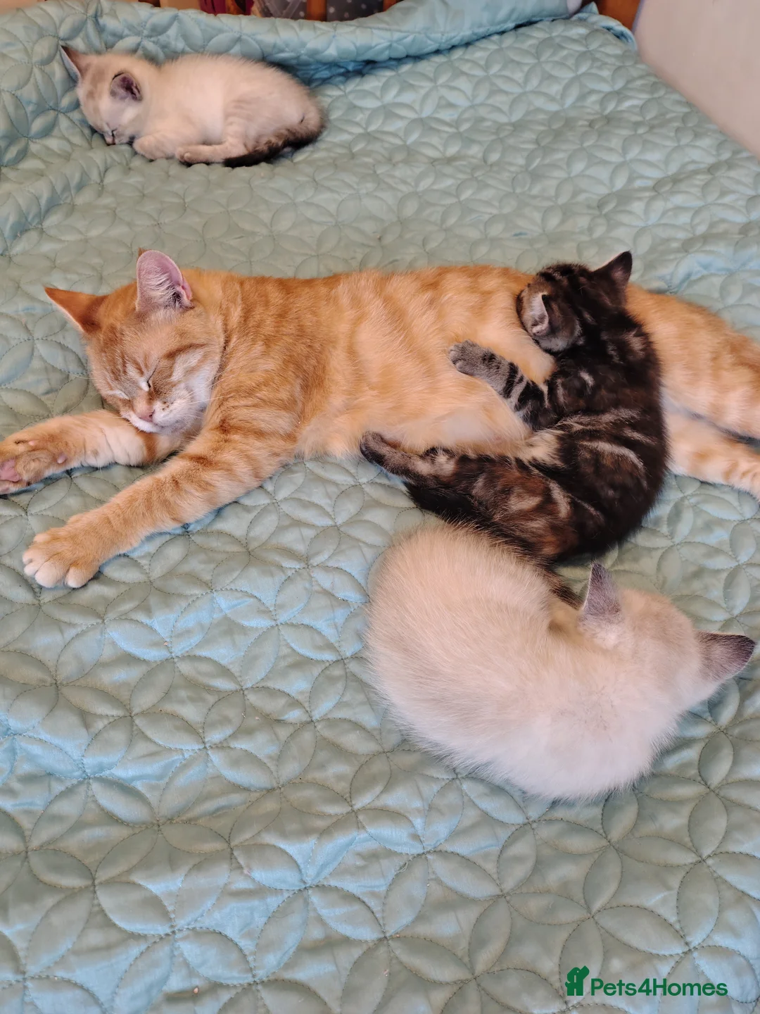 Mixed Breed cats for sale: Ragdoll x ginger mother 4 girls - Advert 15