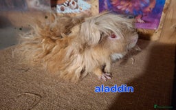 Guinea Pig rodents for sale: Lunkarya  - Image 2
