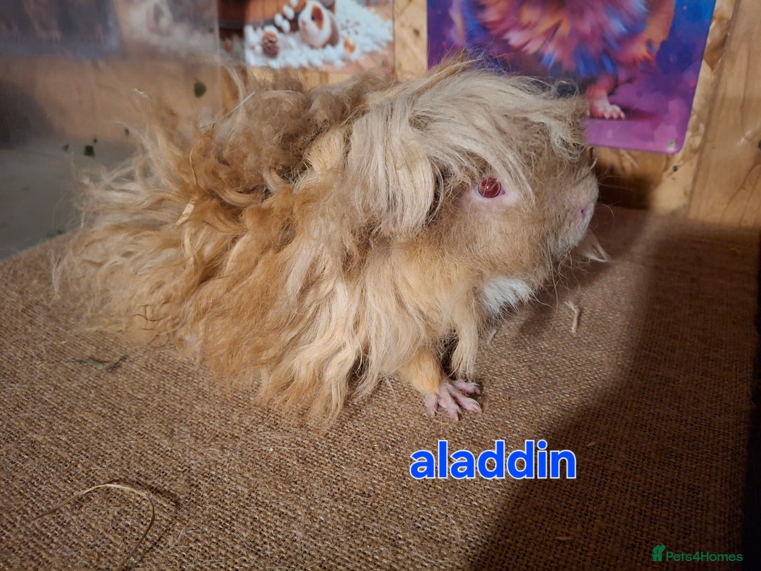 Guinea Pig rodents for sale: Lunkarya  - Image 2