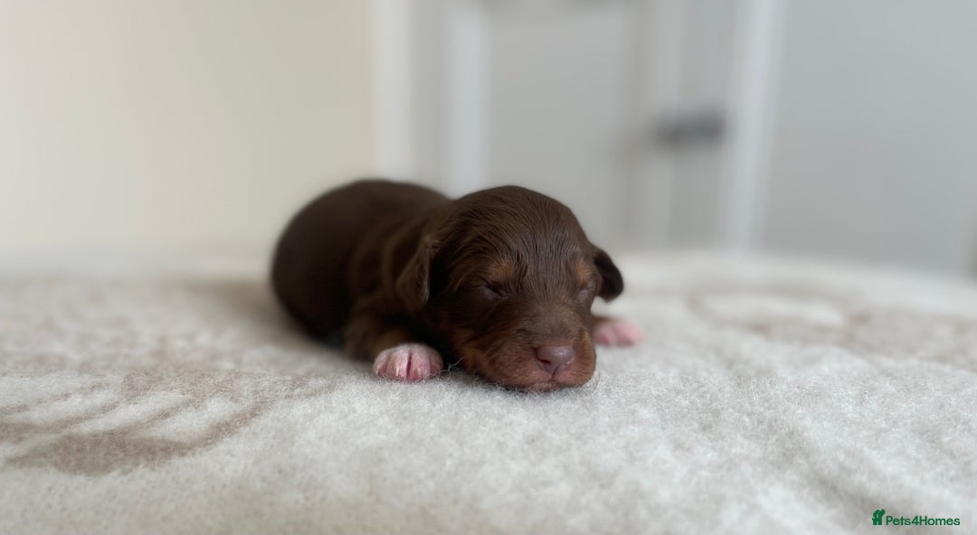 Bordoodle dogs for sale: OUTSTANDING *TRI COLOUR* MINIATURE BORDOODLES - Image 33