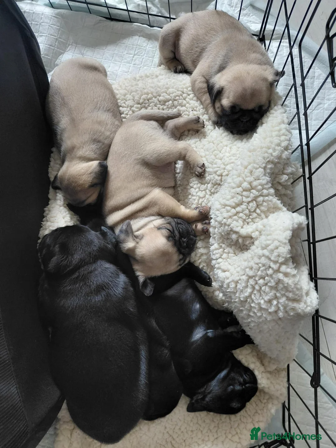 Pug dogs for sale: Pug puppies for sale in Sittingbourne - Advert 14