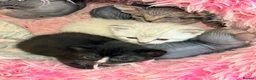 Sphynx cats for sale: Stunning litter of Sphynx kittens (hairless & fur) - Advert 12