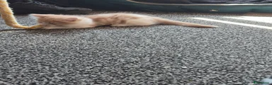 Domestic Shorthair 4