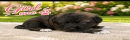 Mixed Breed dogs for sale: Belgian Shepard X caucasian Shepherd puppies - Advert 12