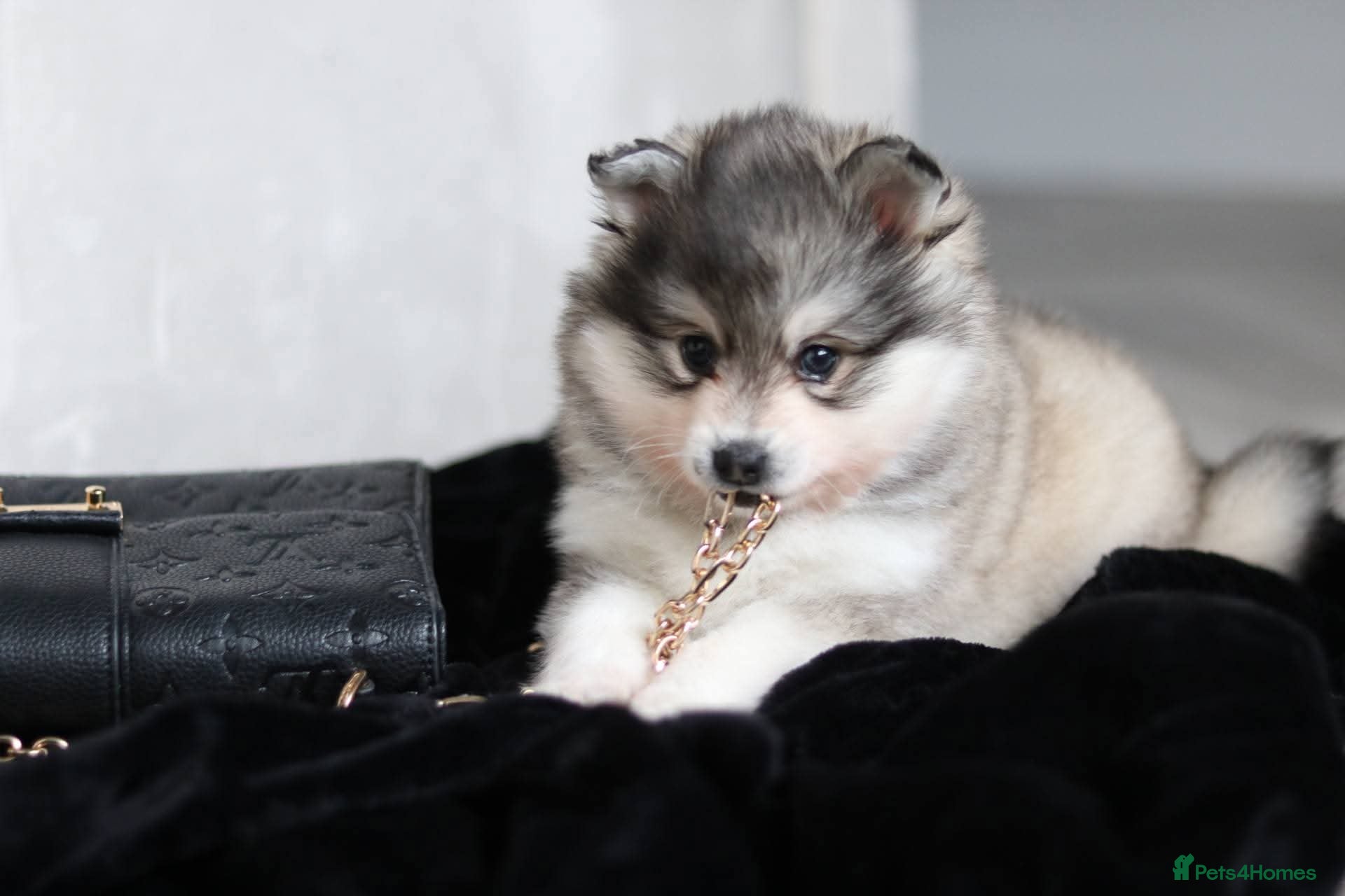 Pomsky dogs ALASKAN KLEE KAI MALE - Advert 5