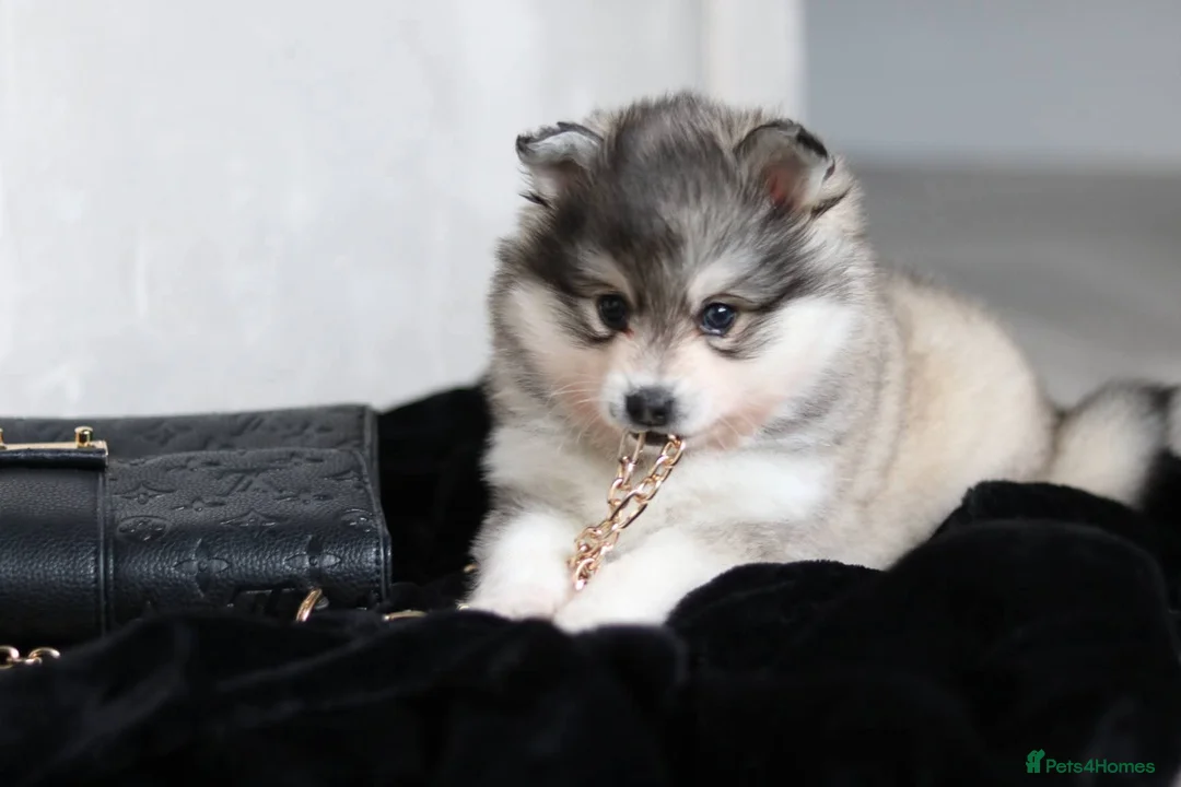 Pomsky dogs for sale: ALASKAN KLEE KAI MALE - Advert 1