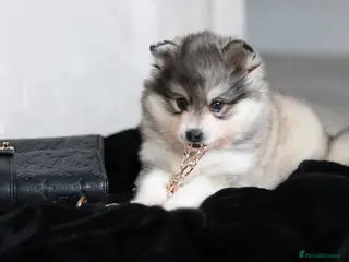 Pomsky dogs ALASKAN KLEE KAI MALE - Advert 5