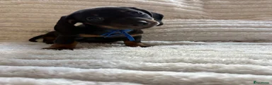Miniature Dachshund 1
