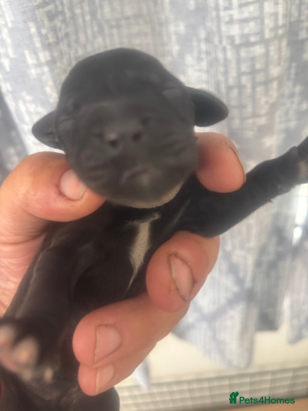 Mixed Breed dogs for sale: Gordondoodle  - Image 7