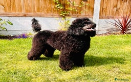 Miniature Poodle dogs for stud: KC phantom miniature poodle stud health tested in Thetford - Image 5