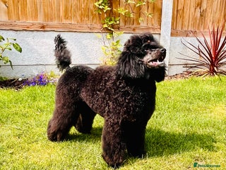 Miniature Poodle dogs KC phantom miniature poodle stud health tested in Thetford - Advert 15