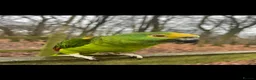 Parrots birds for sale: Jam Jam–Amazon Parrot Looking for a New Home in Hornchurch - Advert 1