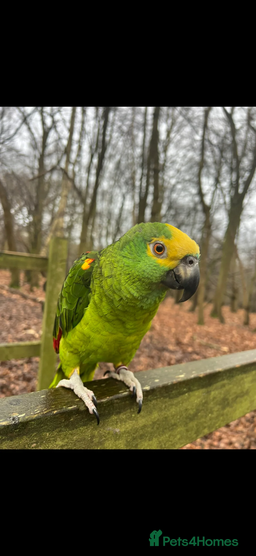 Parrots birds for sale: Jam Jam–Amazon Parrot Looking for a New Home in Hornchurch - Advert 1