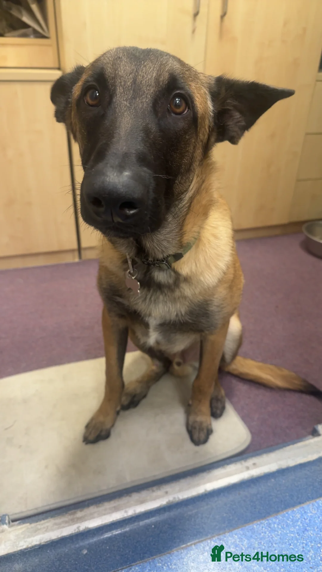 Belgian Shepherd Dog dogs for sale: ODIN - Belgian Malinois  - Advert 3