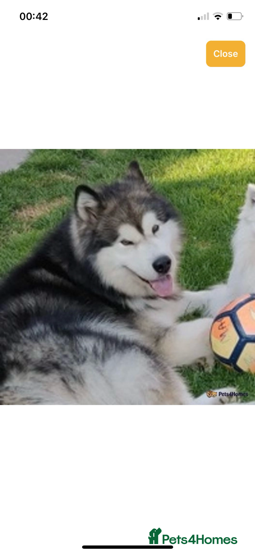 Alaskan Malamute dogs for sale: K.C registered Quality Alaskan Malamute puppies - Advert 5