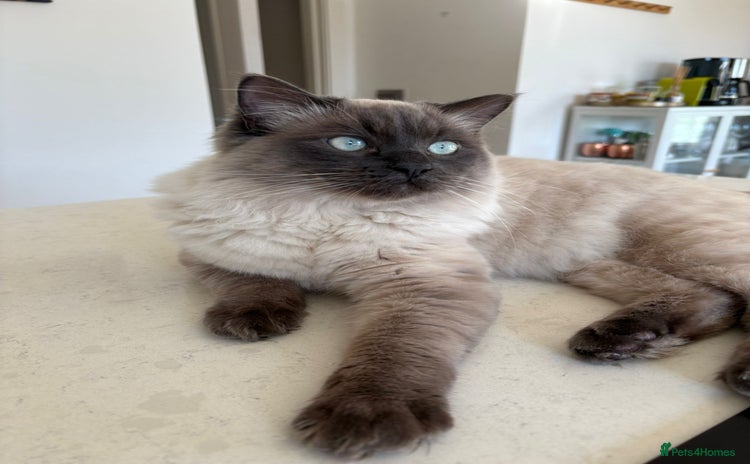 Ragdoll cats - Advert 3
