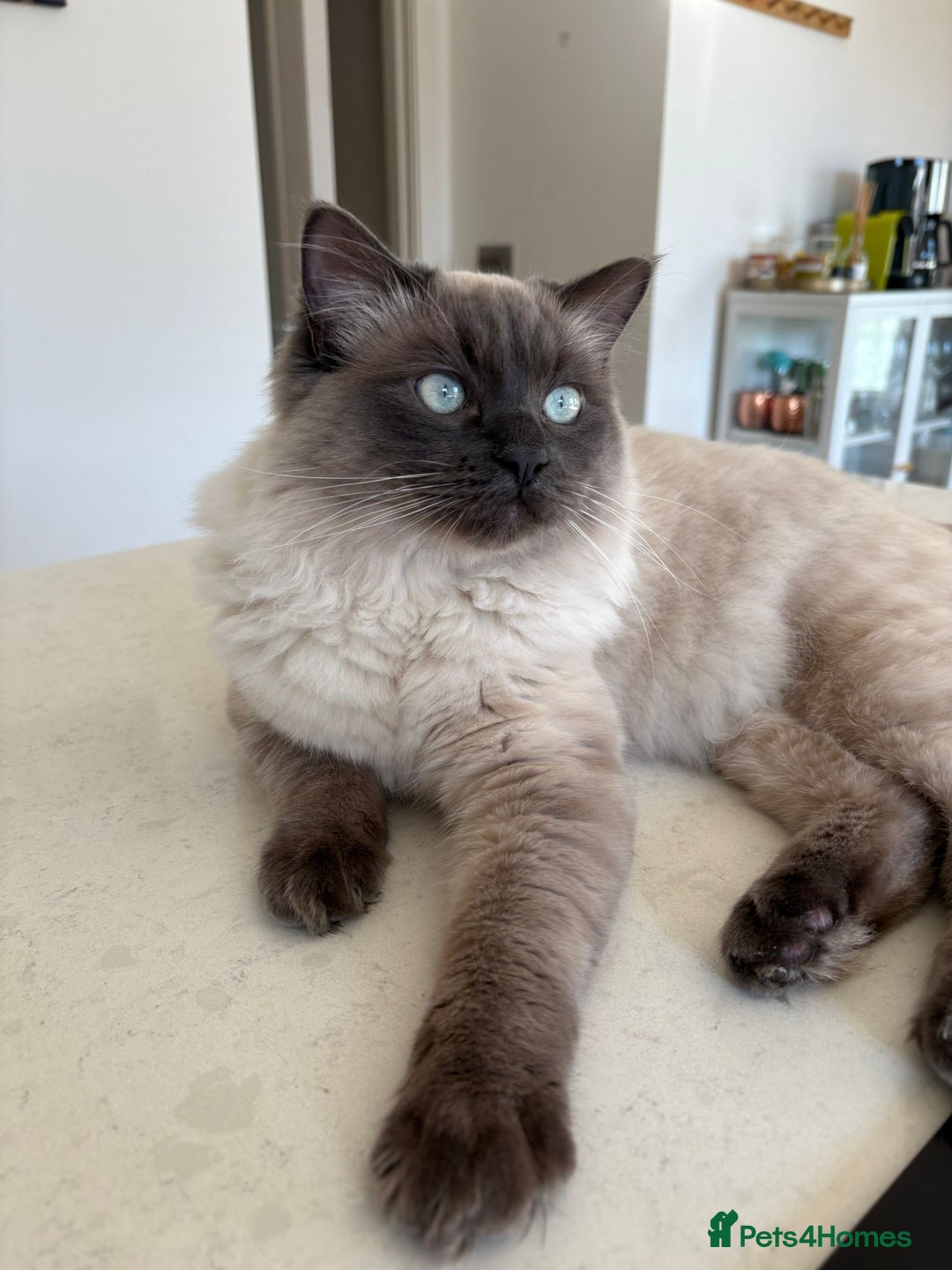 Ragdoll cats for stud: Beautiful and gentle Ragdoll for stud  - Image 1