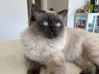 Ragdoll cats Beautiful and gentle Ragdoll for stud - Advert 1