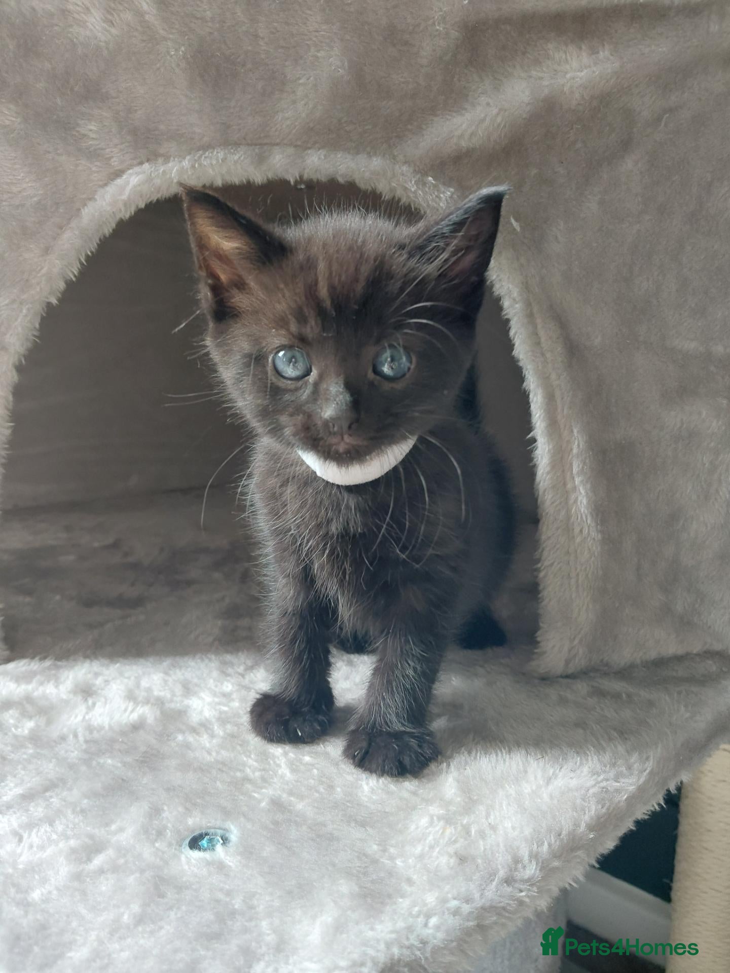 Mixed Breed cats 1 boy left - Beautiful black fluffy babies  - Advert 12