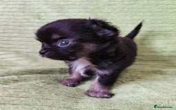 Chihuahua dogs for sale: Amazing Quality Long Coat Chihuahua puppies - Image 10