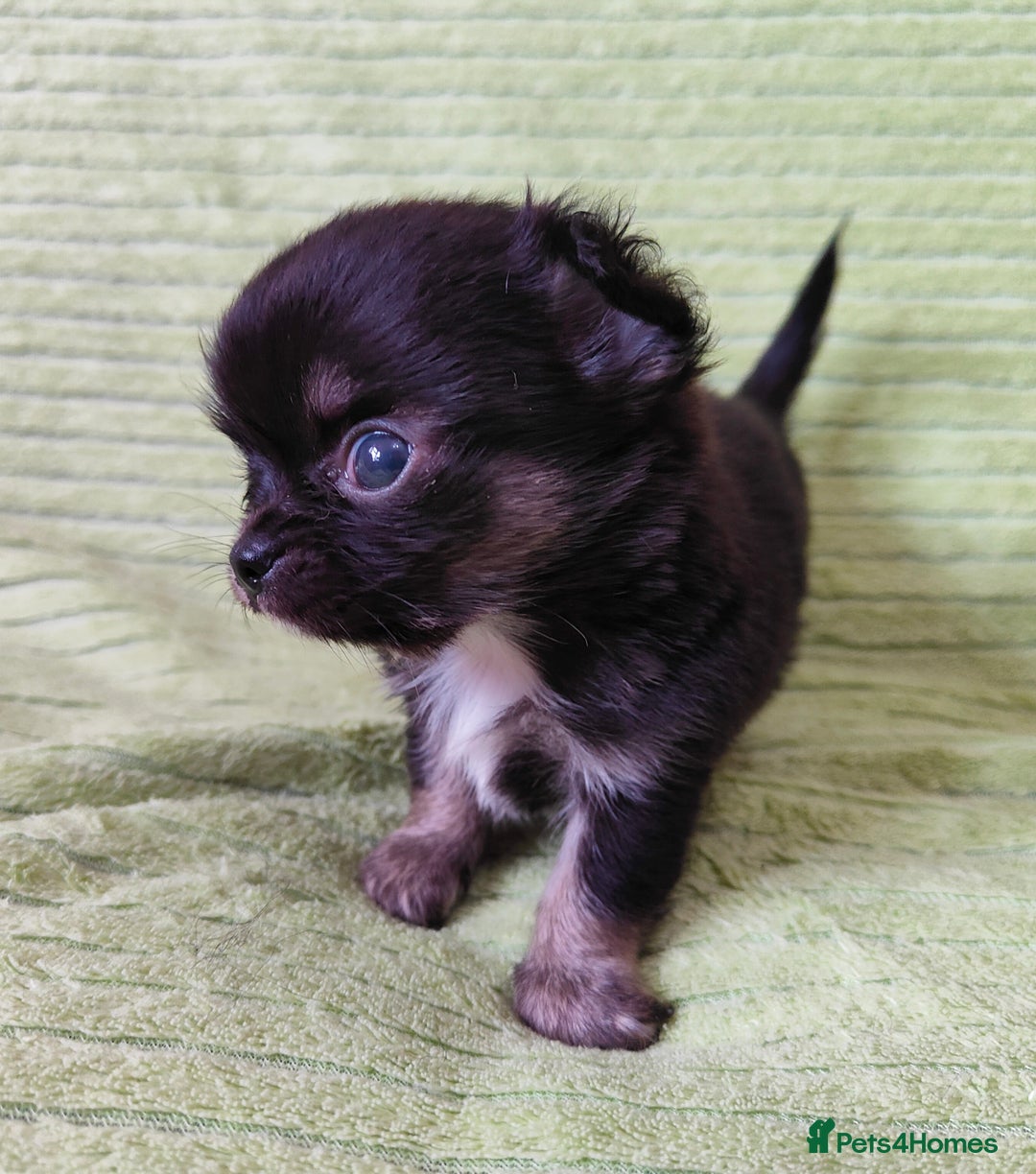 Chihuahua dogs for sale: Amazing Quality Long Coat Chihuahua puppies - Image 10