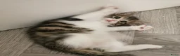 Norwegian Forest Cat cats for sale: For sale// Ready for collection - Advert 16