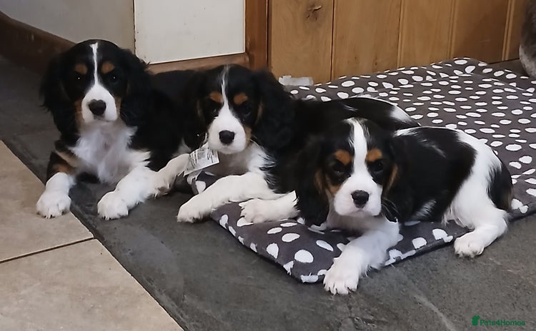 Cavalier King Charles Spaniel dogs - Advert 1