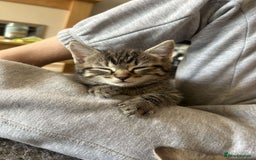 Mixed Breed cats for sale: **READY NOW** Gorgeous Half ragdoll kittens - Image 1