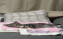 British Shorthair cats for sale: Adorable British Shorthair Kitten - Image 9