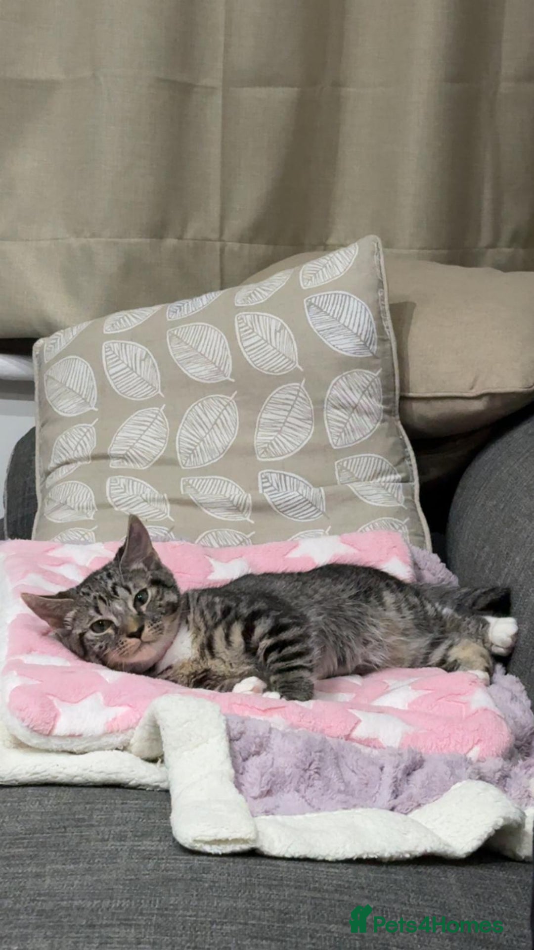 British Shorthair cats for sale: Adorable British Shorthair Kitten - Image 9