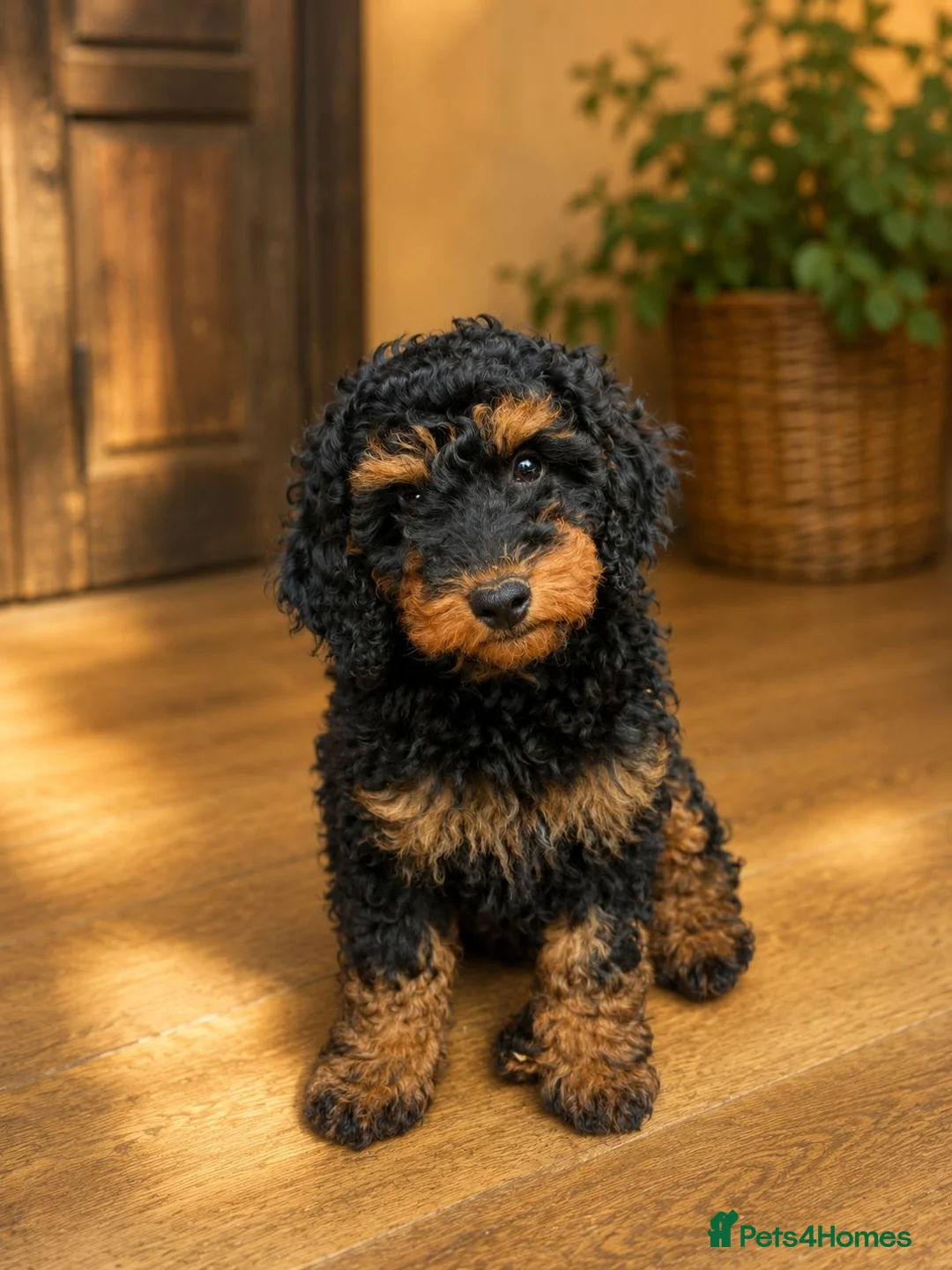 Toy Poodle dogs for sale: Black & Tan Phantom Chunky Toy - Advert 1