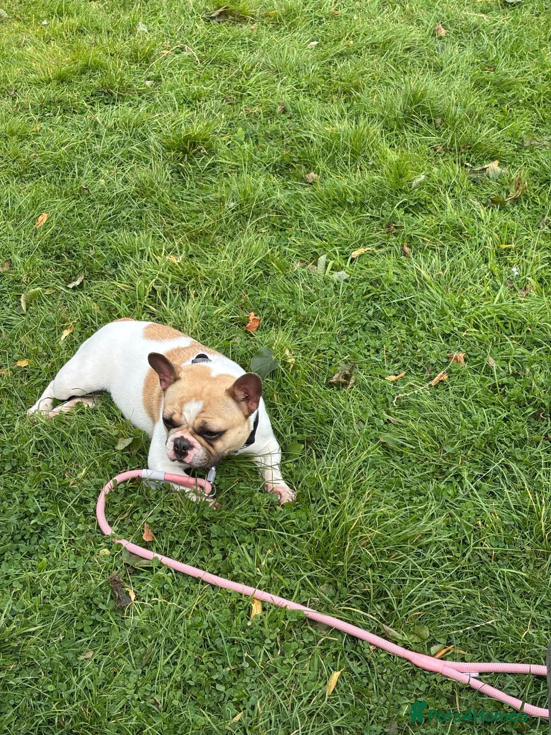French Bulldog dogs for sale: KC registered French bulldog female in Glasgow - Advert 2