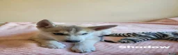 Siberian Husky dogs for sale: 💙♥️ 7 puppies looking for forever home ♥️💙 in Newcastle - Advert 19