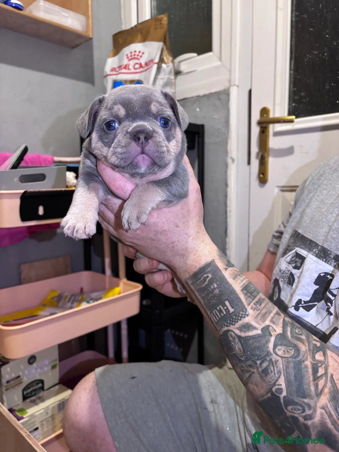 French Bulldog dogs for sale: French bulldog puppies - Advert 19