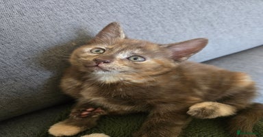 Norwegian Forest Cat cats - Advert 3
