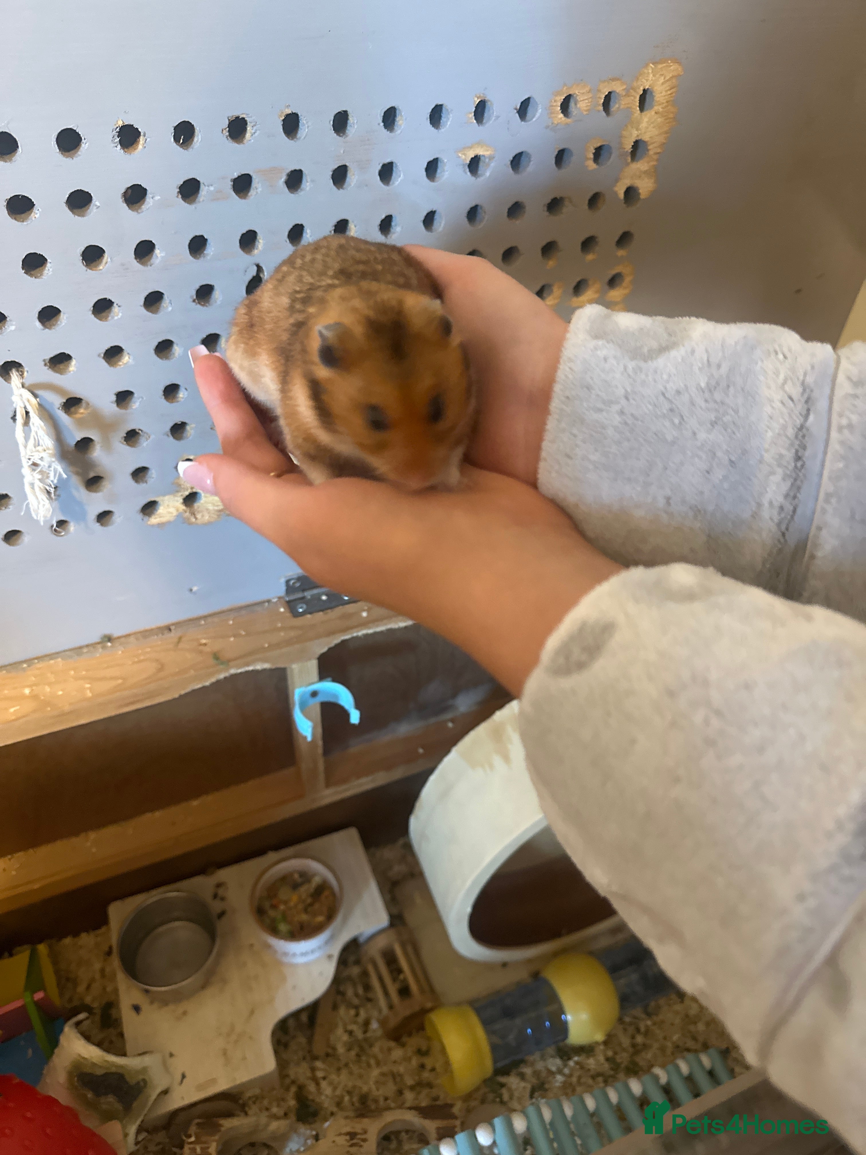 Hamster rodents Syrian hamster + cage + food + toys  - Advert 1