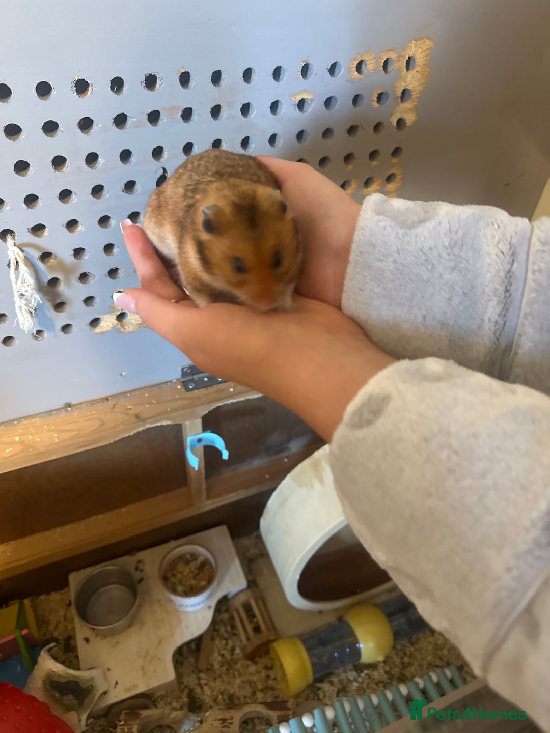 Hamster rodents for sale: Syrian hamster + cage + food + toys  - Advert 1