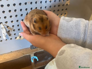 Hamster rodents Syrian hamster + cage + food + toys - Advert 1