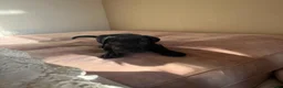 Cane Corso dogs for sale: Cane corso 1 MALE LEFT - Advert 5