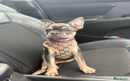 French Bulldog dogs for sale: Beautiful French bulldog puppy for sale - Image 3