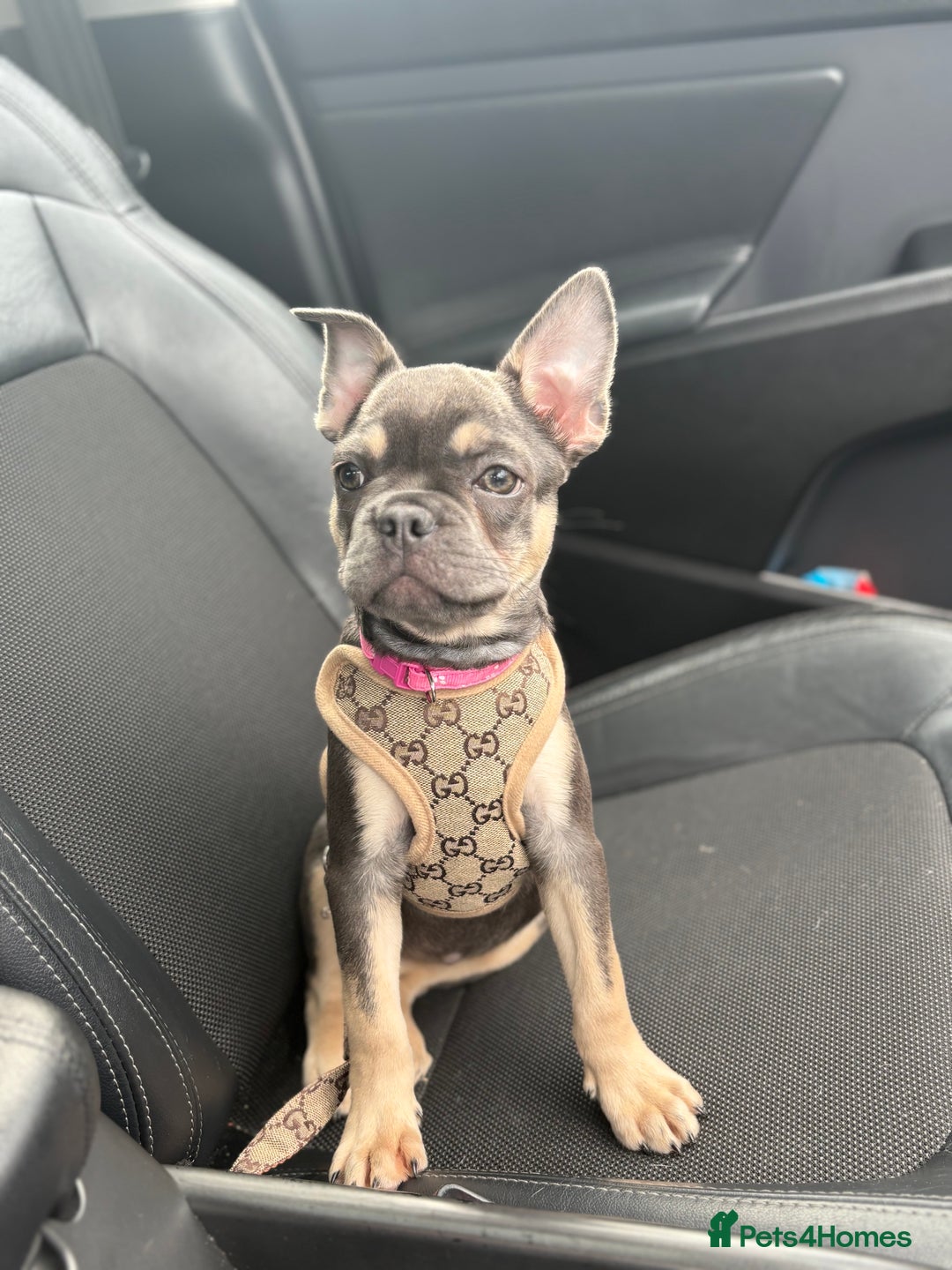 French Bulldog dogs for sale: Beautiful French bulldog puppy for sale - Image 3