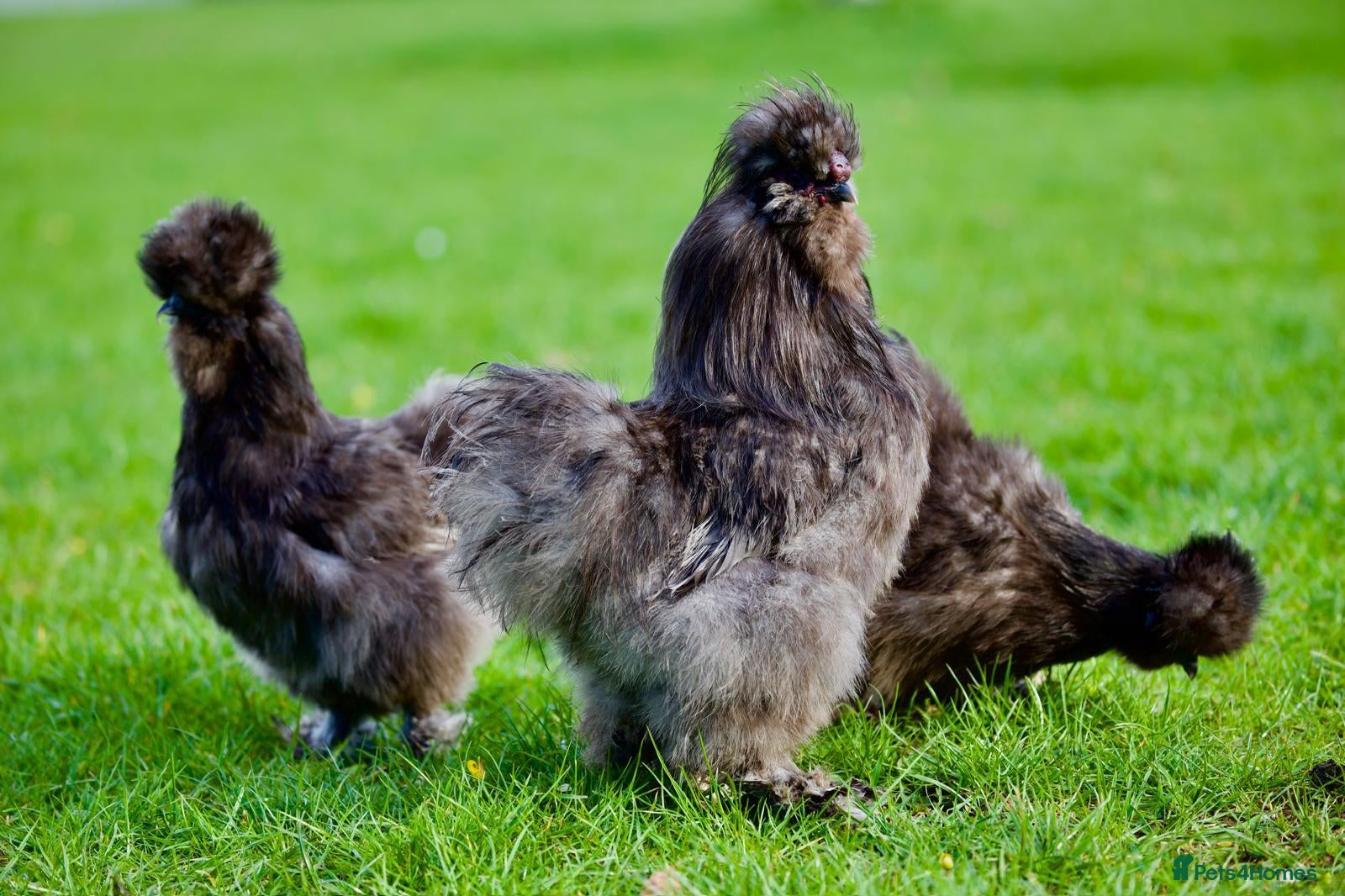 Chickens poultry Hatching eggs for Sale  - Advert 1