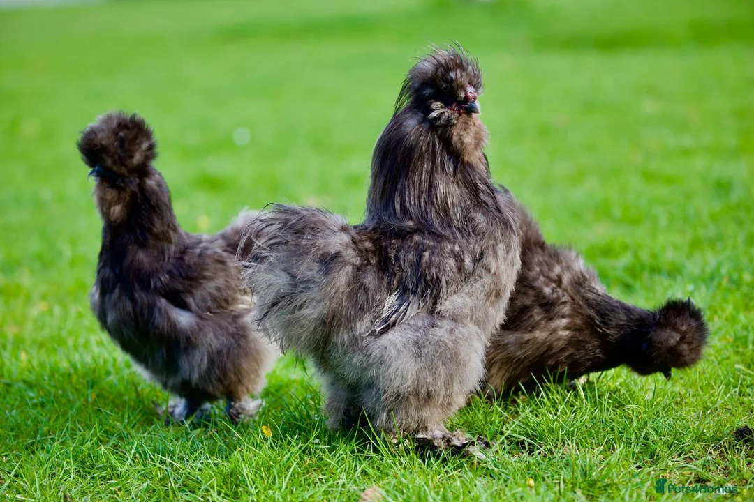 Chickens poultry for sale: Hatching eggs for Sale  - Advert 1