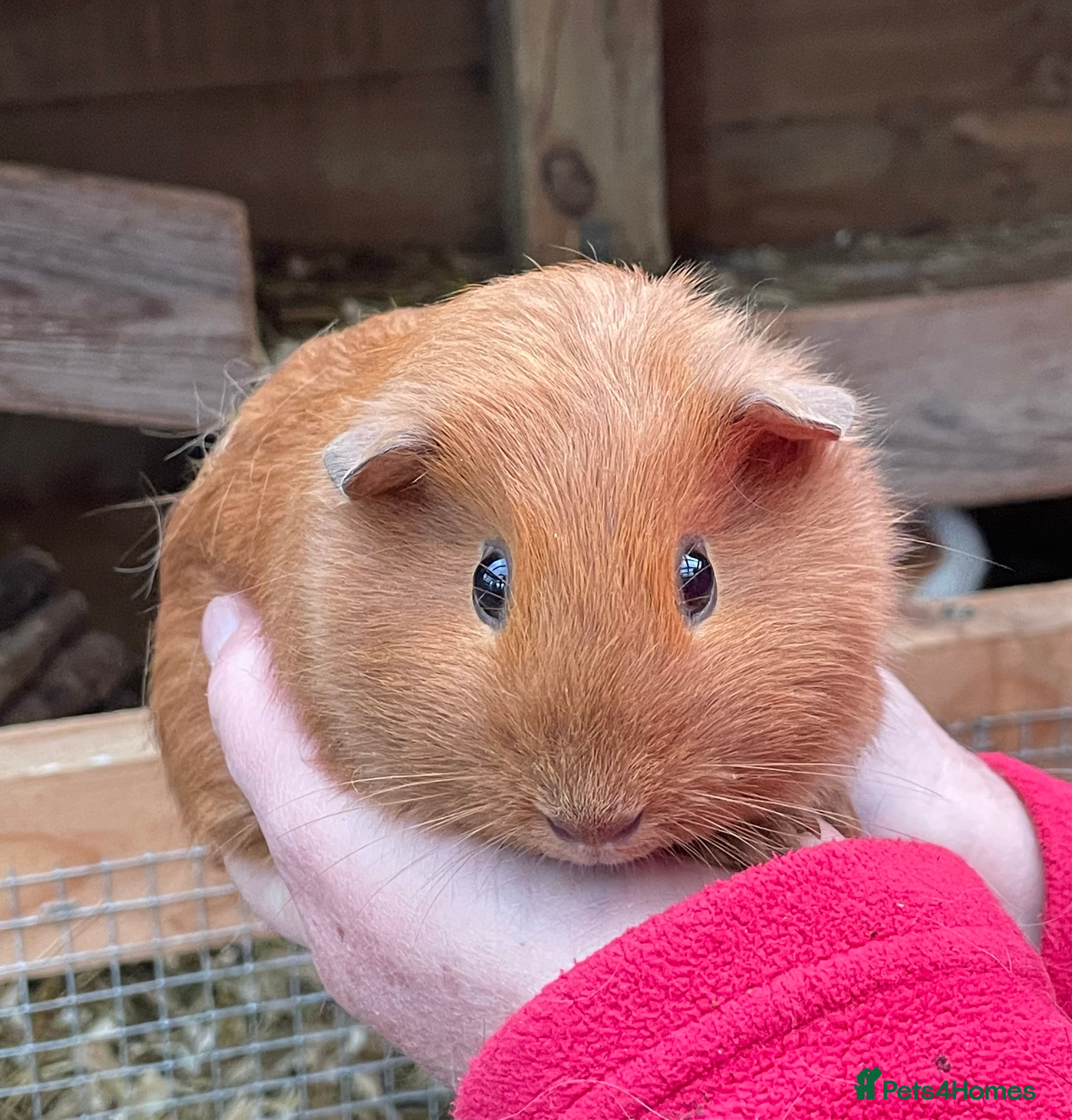 Guinea Pig rodents BABY GIRL GUINEA PIGS - Advert 19